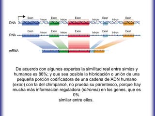 De acuerdo con algunos expertos la similitud real entre simios y
 humanos es 86%; y que sea posible la hibridación o unión de una
  pequeña porción codificadora de una cadena de ADN humano
(exon) con la del chimpancé, no prueba su parentesco, porque hay
mucha más información reguladora (intrones) en los genes, que es
                                0%
                        similar entre ellos.
 