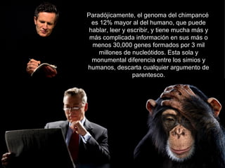 Paradójicamente, el genoma del chimpancé
  es 12% mayor al del humano, que puede
 hablar, leer y escribir, y tiene mucha más y
 más complicada información en sus más o
  menos 30,000 genes formados por 3 mil
    millones de nucleótidos. Esta sola y
  monumental diferencia entre los simios y
humanos, descarta cualquier argumento de
                  parentesco.
 