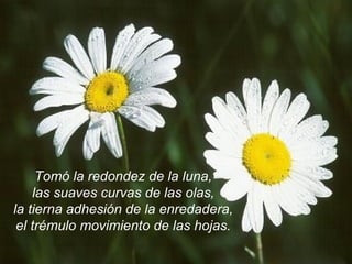 Tomó la redondez de la luna, las suaves curvas de las olas, la tierna adhesión de la enredadera, el trémulo movimiento de las hojas. 