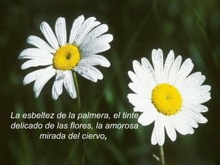 La esbeltez de la palmera, el tinte delicado de las flores, la amorosa mirada del ciervo ,  