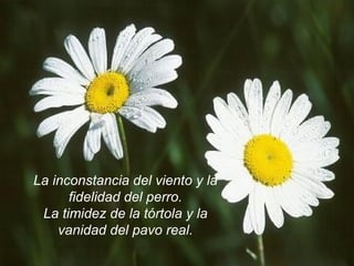 La inconstancia del viento y la fidelidad del perro. La timidez de la tórtola y la vanidad del pavo real. 
