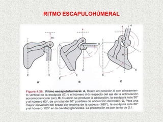 RITMO ESCAPULOHÚMERAL
 