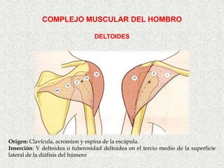 COMPLEJO MUSCULAR DEL HOMBRO

                                  DELTOIDES




Origen: Clavícula, acromion y espina de la escápula.
Inserción: V deltoidea o tuberosidad deltoidea en el tercio medio de la superficie
lateral de la diáfisis del húmerouberosida Tuberosidad
 