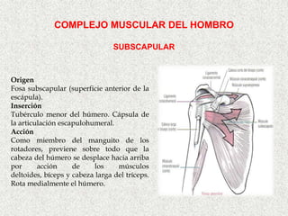 COMPLEJO MUSCULAR DEL HOMBRO

                                 SUBSCAPULAR



Origen
Fosa subscapular (superficie anterior de la
escápula).
Inserción
Tubérculo menor del húmero. Cápsula de
la articulación escapulohumeral.
Acción
Como miembro del manguito de los
rotadores, previene sobre todo que la
cabeza del húmero se desplace hacia arriba
por      acción     de     los    músculos
deltoides, bíceps y cabeza larga del tríceps.
Rota medialmente el húmero.
 