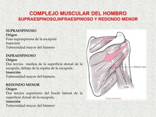 COMPLEJO MUSCULAR DEL HOMBRO
       SUPRAESPINOSO,INFRAESPINOSO Y REDONDO MENOR

SUPRAESPINOSO
Origen
Fosa supraspinosa de la escápula
Inserción
Tuberosidad mayor del húmero

INFRAESPINOSO
Origen
Dos tercios medios de la superficie dorsal de la
escapula, debajo de la espina de la escapula .
Inserción
Tuberosidad mayor del húmero.

REDONDO MENOR
Origen
Dos tercios superiores del borde lateral de la
superficie dorsal de la escapula.
Inserción
Tuberosidad mayor del húmero
 