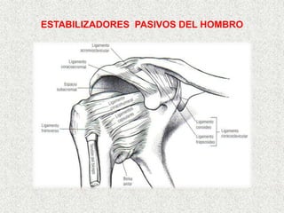 ESTABILIZADORES PASIVOS DEL HOMBRO
 
