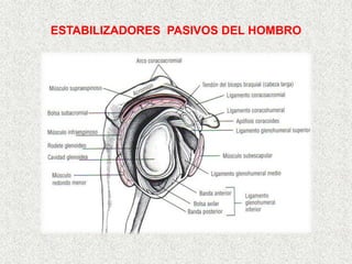 ESTABILIZADORES PASIVOS DEL HOMBRO
 