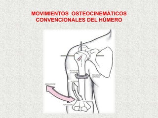 MOVIMIENTOS OSTEOCINEMÁTICOS
 CONVENCIONALES DEL HÚMERO
 