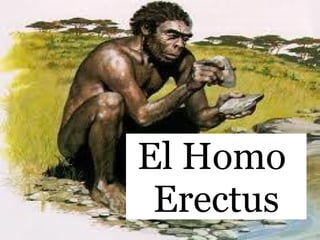 El Homo  Erectus 