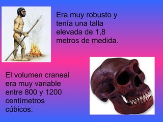 Era muy robusto y tenía una talla elevada de 1,8 metros de medida. El volumen craneal era muy variable entre 800 y 1200 centímetros cúbicos.