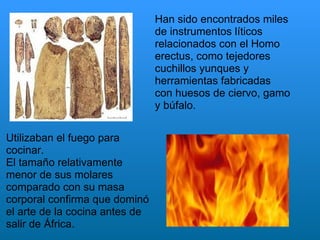 Utilizaban el fuego para cocinar. El tamaño relativamente menor de sus molares comparado con su masa corporal confirma que dominó el arte de la cocina antes de salir de África. Han sido encontrados miles de instrumentos líticos relacionados con el Homo erectus, como tejedores cuchillos yunques y herramientas fabricadas con huesos de ciervo, gamo y búfalo.