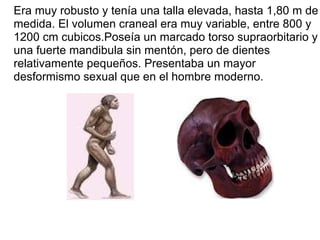 Era muy robusto y tenía una talla elevada, hasta 1,80 m de medida. El volumen craneal era muy variable, entre 800 y 1200 cm cubicos.Poseía un marcado torso supraorbitario y una fuerte mandibula sin mentón, pero de dientes relativamente pequeños. Presentaba un mayor desformismo sexual que en el hombre moderno. 