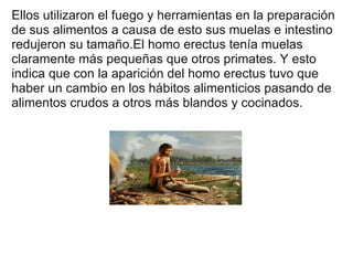 Ellos utilizaron el fuego y herramientas en la preparación de sus alimentos a causa de esto sus muelas e intestino redujeron su tamaño.El homo erectus tenía muelas claramente más pequeñas que otros primates. Y esto indica que con la aparición del homo erectus tuvo que haber un cambio en los hábitos alimenticios pasando de alimentos crudos a otros más blandos y cocinados. 