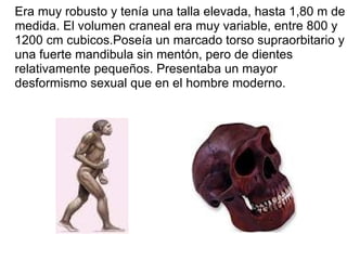 Era muy robusto y tenía una talla elevada, hasta 1,80 m de medida. El volumen craneal era muy variable, entre 800 y 1200 cm cubicos.Poseía un marcado torso supraorbitario y una fuerte mandibula sin mentón, pero de dientes relativamente pequeños. Presentaba un mayor desformismo sexual que en el hombre moderno. 