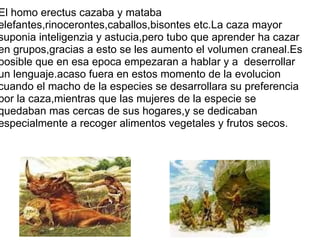 El homo erectus cazaba y mataba elefantes,rinocerontes,caballos,bisontes etc.La caza mayor suponia inteligenzia y astucia,pero tubo que aprender ha cazar en grupos,gracias a esto se les aumento el volumen craneal.Es posible que en esa epoca empezaran a hablar y a  deserrollar un lenguaje.acaso fuera en estos momento de la evolucion cuando el macho de la especies se desarrollara su preferencia por la caza,mientras que las mujeres de la especie se quedaban mas cercas de sus hogares,y se dedicaban especialmente a recoger alimentos vegetales y frutos secos. 