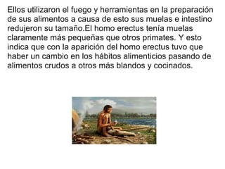 Ellos utilizaron el fuego y herramientas en la preparación de sus alimentos a causa de esto sus muelas e intestino redujeron su tamaño.El homo erectus tenía muelas claramente más pequeñas que otros primates. Y esto indica que con la aparición del homo erectus tuvo que haber un cambio en los hábitos alimenticios pasando de alimentos crudos a otros más blandos y cocinados. 