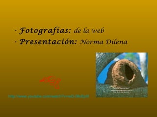 Fotografias:   de la web Presentación:   Norma Dilena http://www.youtube.com/watch?v=wQ-0llsEp9I   