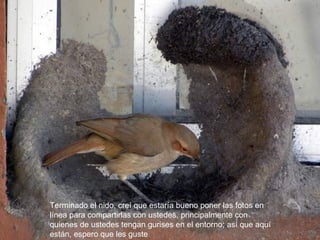 Terminado el nido, creí que estaría bueno poner las fotos en
línea para compartirlas con ustedes, principalmente con
quienes de ustedes tengan gurises en el entorno; así que aquí
están, espero que les guste
 