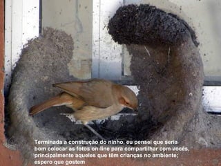 000000000000000000 Terminada a construção do ninho, eu pensei que seria bom colocar as fotos on-line para compartilhar com vocês, principalmente aqueles que têm crianças no ambiente; espero que gostem 