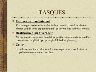 TASQUES
Tasques de manteniment
S’ha de regar arrencar les males herbes i adobar, també es planten
plantes com la sàvia espígol romaní i es decora amb pedres al voltant
Realització d’un hivernacle
Als enciams i els espinacs hem fet un petit hivernacle amb forma d’arc
i cobert amb un plàstic, per protegir del fred les plantes.
Collir
La collita es durà amb alumnes A mesura que es va recol·lectant es
poden conservar en un lloc fresc
 