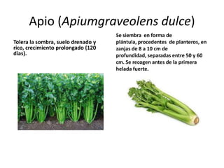 Apio (Apiumgraveolens dulce)
                                    Se siembra en forma de
Tolera la sombra, suelo drenado y   plántula, procedentes de planteros, en
rico, crecimiento prolongado (120   zanjas de 8 a 10 cm de
días).                              profundidad, separadas entre 50 y 60
                                    cm. Se recogen antes de la primera
                                    helada fuerte.
 