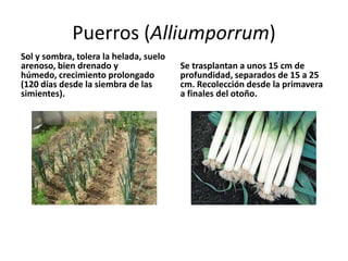 Puerros (Alliumporrum)
Sol y sombra, tolera la helada, suelo
arenoso, bien drenado y                 Se trasplantan a unos 15 cm de
húmedo, crecimiento prolongado          profundidad, separados de 15 a 25
(120 días desde la siembra de las       cm. Recolección desde la primavera
simientes).                             a finales del otoño.
 