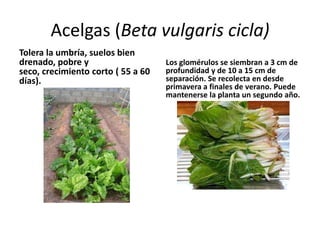 Acelgas (Beta vulgaris cicla)
Tolera la umbría, suelos bien
drenado, pobre y                    Los glomérulos se siembran a 3 cm de
seco, crecimiento corto ( 55 a 60   profundidad y de 10 a 15 cm de
días).                              separación. Se recolecta en desde
                                    primavera a finales de verano. Puede
                                    mantenerse la planta un segundo año.
 