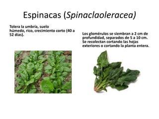Espinacas (Spinaclaoleracea)
Tolera la umbría, suelo
húmedo, rico, crecimiento corto (40 a
52 días).                               Los glomérulos se siembran a 2 cm de
                                        profundidad, separados de 5 a 10 cm.
                                        Se recolectan cortando las hojas
                                        exteriores o cortando la planta entera.
 