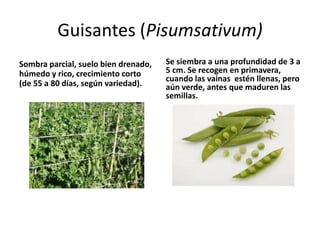Guisantes (Pisumsativum)
Sombra parcial, suelo bien drenado,   Se siembra a una profundidad de 3 a
húmedo y rico, crecimiento corto      5 cm. Se recogen en primavera,
                                      cuando las vainas estén llenas, pero
(de 55 a 80 días, según variedad).    aún verde, antes que maduren las
                                      semillas.
 
