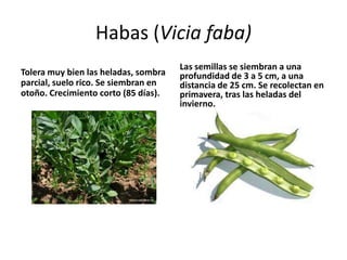Habas (Vicia faba)
                                      Las semillas se siembran a una
Tolera muy bien las heladas, sombra   profundidad de 3 a 5 cm, a una
parcial, suelo rico. Se siembran en   distancia de 25 cm. Se recolectan en
otoño. Crecimiento corto (85 días).   primavera, tras las heladas del
                                      invierno.
 