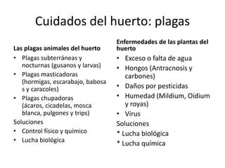 Cuidados del huerto: plagas
                                   Enfermedades de las plantas del
Las plagas animales del huerto     huerto
• Plagas subterráneas y            • Exceso o falta de agua
   nocturnas (gusanos y larvas)    • Hongos (Antracnosis y
• Plagas masticadoras                 carbones)
   (hormigas, escarabajo, babosa
   s y caracoles)                  • Daños por pesticidas
• Plagas chupadoras                • Humedad (Mildium, Oidium
   (ácaros, cicadelas, mosca          y royas)
   blanca, pulgones y trips)       • Virus
Soluciones                         Soluciones
• Control físico y químico         * Lucha biológica
• Lucha biológica
                                   * Lucha química
 