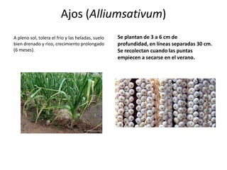 Ajos (Alliumsativum)
A pleno sol, tolera el frío y las heladas, suelo   Se plantan de 3 a 6 cm de
bien drenado y rico, crecimiento prolongado        profundidad, en líneas separadas 30 cm.
(6 meses).                                         Se recolectan cuando las puntas
                                                   empiecen a secarse en el verano.
 