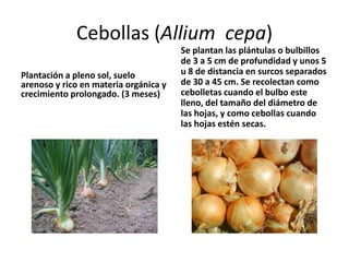 Cebollas (Allium cepa)
                                       Se plantan las plántulas o bulbillos
                                       de 3 a 5 cm de profundidad y unos 5
Plantación a pleno sol, suelo          u 8 de distancia en surcos separados
arenoso y rico en materia orgánica y   de 30 a 45 cm. Se recolectan como
crecimiento prolongado. (3 meses)      cebolletas cuando el bulbo este
                                       lleno, del tamaño del diámetro de
                                       las hojas, y como cebollas cuando
                                       las hojas estén secas.
 