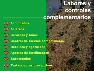 Labores y
controles
complementarios
Aclareos
Escardas y binas
Control de hierbas competidoras
Acolchados
Recalces y aporcados
Aportes de fertilizantes
Entutorados
Tratamientos preventivos
 