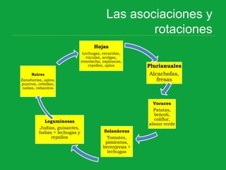 Las asociaciones y
rotaciones
Plurianuales
Alcachofas,
fresas
.
Voraces
Patatas,
brócoli,
coliflor,
abono verde
Solanáceas
Tomates,
pimientos,
berenjenas +
lechugas
Leguminosas
Judías, guisantes,
habas + lechugas y
repollos
Raíces
Zanahorias, apios,
puerros, cebollas,
nabos, rabanitos
Hojas
Lechugas, escarolas,
rúculas, acelgas,
remolacha, espinacas,
repollos, apios
 