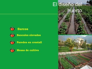 El diseño del
huerto
Surcos
Bancales elevados
Paredes en crestall
Mesas de cultivo
 
