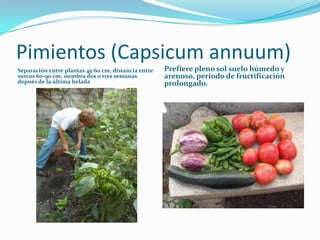 Pimientos (Capsicum annuum)
Separación entre plantas 45-60 cm, distancia entre   Prefiere pleno sol suelo húmedo y
surcos ...