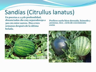 Sandías (Citrullus lanatus)
En pocetas a 2,5 de profundidad,
distanciadas 180 cmy separadas150 a   Prefiere suelo bien dre...