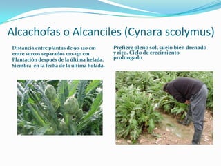 Alcachofas o Alcanciles (Cynara scolymus)
Distancia entre plantas de 90-120 cm       Prefiere pleno sol, suelo bien drenad...