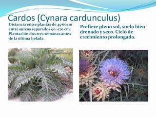 Cardos (Cynara cardunculus)
Distancia entre plantas de 45-60cm
entre surcos separados 90 -120 cm.
                        ...