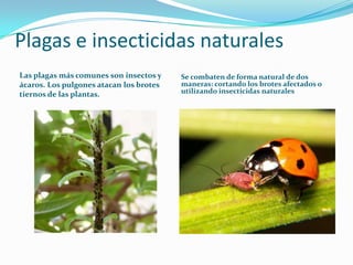 Plagas e insecticidas naturales
Las plagas más comunes son insectos y    Se combaten de forma natural de dos
ácaros. Los p...