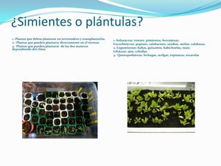 ¿Simientes o plántulas?
1.-Plantas que deben plantarse en invernadero y transplantarlas.   1.-Solanáceas: tomate, pimiento...