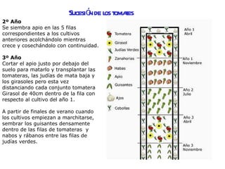 Sucesión   de los tomates 2º Año Se siembra apio en las 5 filas  correspondientes a los cultivos anteriores acolchándolo mientras crece y cosechándolo con continuidad. 3º Año Cortar el apio justo por debajo del suelo para matarlo y transplantar las tomateras, las judías de mata baja y los girasoles pero esta vez distanciando cada conjunto tomatera Girasol de 40cm dentro de la fila con respecto al cultivo del año 1. A partir de finales de verano cuando los cultivos empiezan a marchitarse, sembrar los guisantes densamente dentro de las filas de tomateras  y nabos y rábanos entre las filas de judías verdes. 