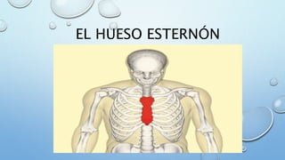 EL HUESO ESTERNÓN
 