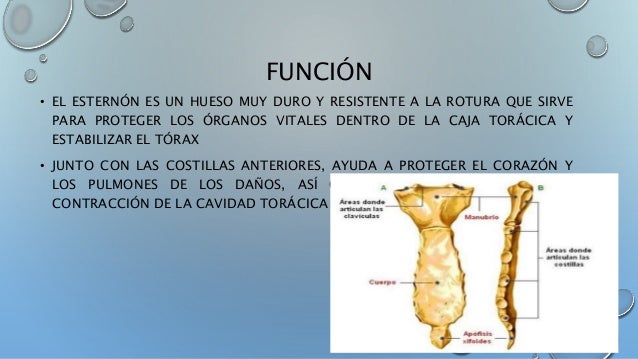 El hueso esternón (1)