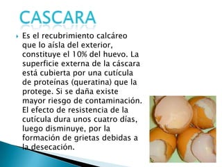    Es el recubrimiento calcáreo
    que lo aísla del exterior,
    constituye el 10% del huevo. La
    superficie externa de la cáscara
    está cubierta por una cutícula
    de proteínas (queratina) que la
    protege. Si se daña existe
    mayor riesgo de contaminación.
    El efecto de resistencia de la
    cutícula dura unos cuatro días,
    luego disminuye, por la
    formación de grietas debidas a
    la desecación.
 