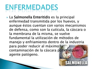    La Salmonella Enteritidis es la principal
    enfermedad transmitida por los huevos, y
    aunque éstos cuentan con varios mecanismos
    de defensa, como son la cutícula, la cáscara o
    la membrana de la misma, se vuelve
    fundamental la utilización de métodos de
    manejo y enfriamiento dentro de la industria
    para poder reducir al máximo la
    contaminación de la cáscara por cualquier
    agente patógeno.
 