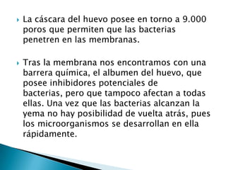    La cáscara del huevo posee en torno a 9.000
    poros que permiten que las bacterias
    penetren en las membranas.

   Tras la membrana nos encontramos con una
    barrera química, el albumen del huevo, que
    posee inhibidores potenciales de
    bacterias, pero que tampoco afectan a todas
    ellas. Una vez que las bacterias alcanzan la
    yema no hay posibilidad de vuelta atrás, pues
    los microorganismos se desarrollan en ella
    rápidamente.
 