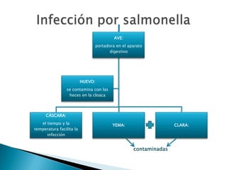 AVE:
                                   portadora en el aparato
                                          digestivo




                          HUEVO:
                 se contamina con las
                  heces en la cloaca




      CÁSCARA:
   el tiempo y la                          YEMA:                    CLARA:
temperatura facilita la
      infección


                                                     contaminadas
 