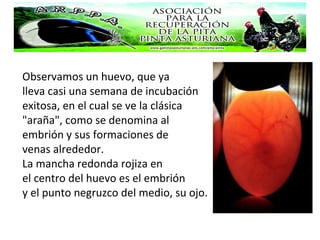 Observamos un huevo, que ya
lleva casi una semana de incubación
exitosa, en el cual se ve la clásica
"araña", como se denomina al
embrión y sus formaciones de
venas alrededor.
La mancha redonda rojiza en
el centro del huevo es el embrión
y el punto negruzco del medio, su ojo.
 